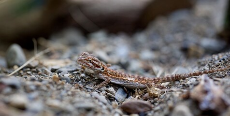 Pogona dragon barbue - reptile lézard animalier