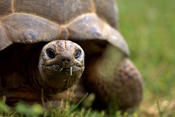 Tortue géante alhambra - reptile animal nature extérieur