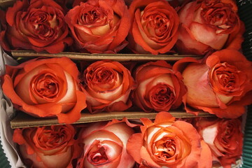 Rote Rosen im Karton 