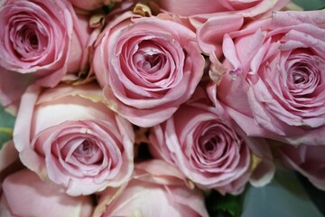 Pinke Rosen auf Tischplatte 