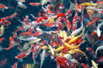 Koi fish in pond