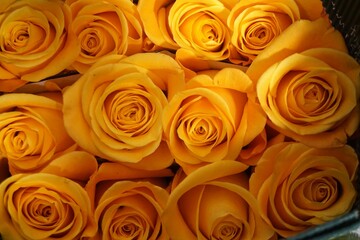 Gelbe frische Rosen 