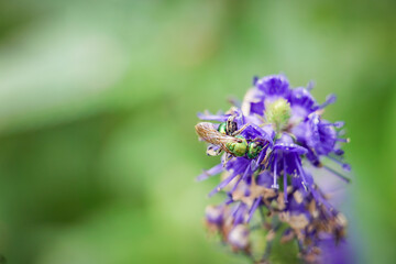 Metallic Green Sweat Bee Pollinates Purple Flower in Summer Garden Background