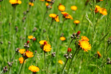 Grüne Wiese mit orange-gelbem Löwenzahn im Frühling 