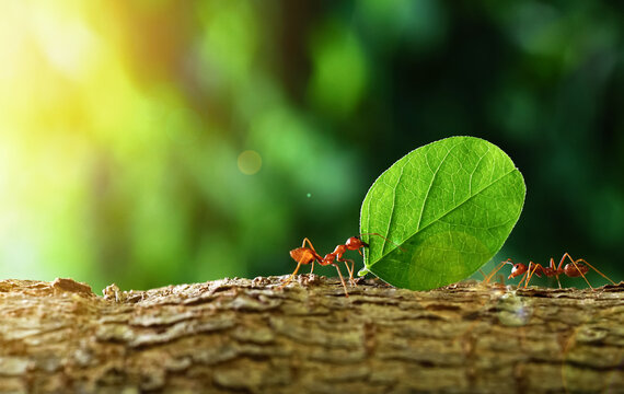 Ants carry the leaves back to build their nests, carrying leaves, close-up. sunlight background. Concept team work together.                        
