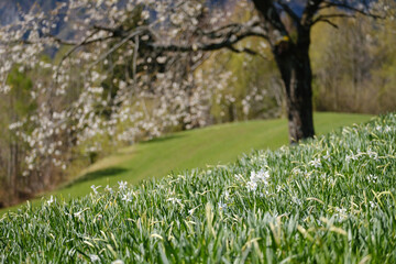 Plavski rovt in Slovenia blooming with white narcissus flowers