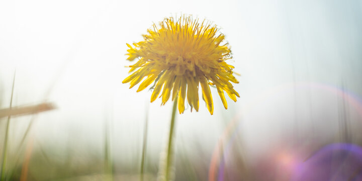 yellow dandelion among the rays of the spring sun