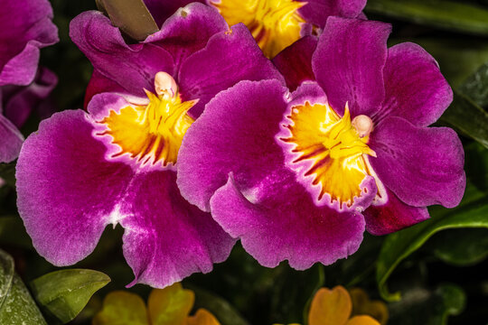 Purple Flowers of Pansy Orchids