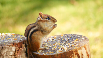 Chipmunk eats seeds on logs in macro summer garden background