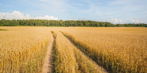 Obraz premium field of yellow ripe wheat on a sunny day