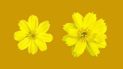 Isolated yellow cosmos flower with clipping paths.