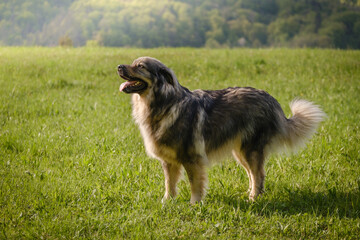 Slovenian Karst shepherd dog in spring greenery