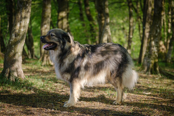 Slovenian Karst shepherd dog in spring greenery
