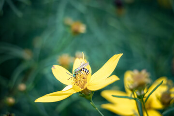 Metallic Green Bicolored Sweat Bee pollinates yellow summer in macro garden background