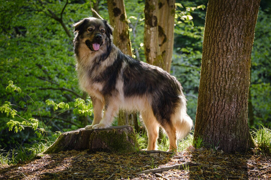 Slovenian Karst shepherd dog in spring greenery