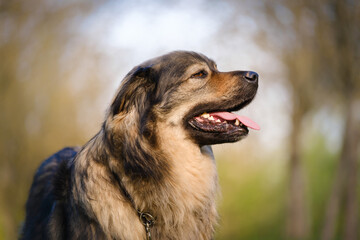 Slovenian Karst shepherd dog in spring greenery