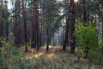 forest in autumn