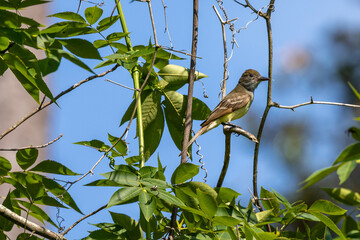 Obraz premium Great Crested Flycatcher