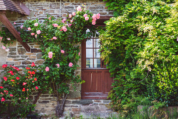 Fototapeta na wymiar pink roses on a bush in summer
