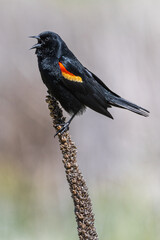 Male American Red-winged Blackbird (Agelaius phoeniceus)