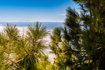 Pinus sp con fruto pertenece a la familia Pinaceae, en el Parque Nacional del Teide, isla de Tenerife.