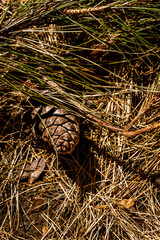 Pinus sp con fruto pertenece a la familia Pinaceae, en el Parque Nacional del Teide, isla de Tenerife.