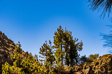 Obraz premium Pinus sp pertenece a la familia Pinaceae, con el cielo de fondo en el Parque Nacional del Teide, isla de Tenerife.