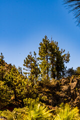 Pinus sp pertenece a la familia Pinaceae, con el cielo de fondo en el Parque Nacional del Teide, isla de Tenerife.