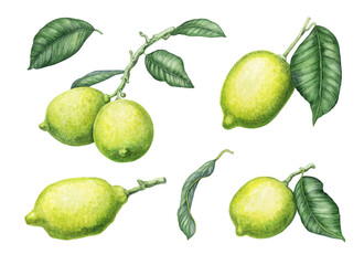 a set of watercolor images of yellow-green lemons on branches and with leaves