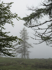 Beautiful Pine Trees in the mist on the Velika Planina, Slovenia
