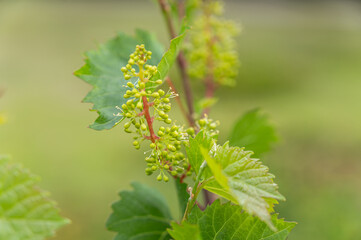 咲き始めたぶどうの花