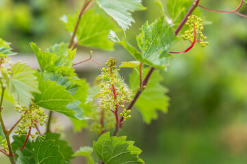 咲き始めたぶどうの花
