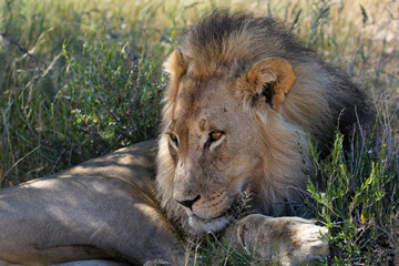 Male Lion in the Kgalagadi