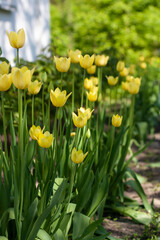 Obraz premium Closeup shot of beautiful, yellow tulips growing in the garden