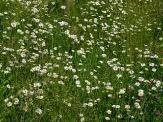 Feld voller Margeriten im Fr&uuml;hling