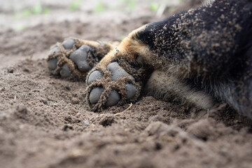 Paws in the Sand
