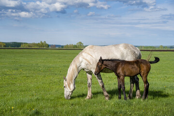 Summer landscape with horses grazing in the meadow. In the foreground is a mare with a foal. Cloudy sky.