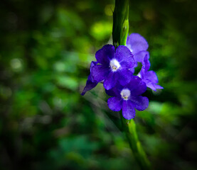 blue iris flower