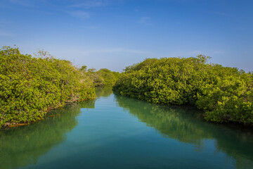 Natural channels through the mangrove forest with flat water and water reflection in sian Kaan national park near Tulum on a sunny morning