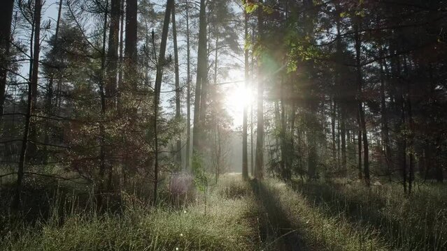 Beautiful morning in a pristine pine forest. The bright spring sun is breaking through the foggy, fresh air. Stedicam shot.