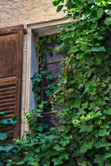 Ivy Growing Over Window with Wooden Shutters