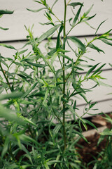 Tarragon (Artemisia dracunculus), herb in the family Asteraceae growing in garden