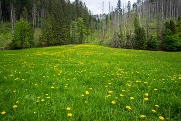 Great spring landscape in the Koscieliska Valley. Western Tatras.
