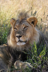 Male Lion in the Kgalagadi