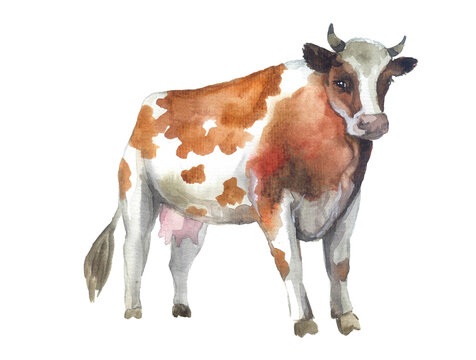 recommend clip art: cow drawing, cow farm, wild, concept illustrations, cute, drawn, drawing, design, beauty illustrations. hand drawn sketch, hand drawn cow, watercolor illustrations, illustrations vintage, watercolor 
