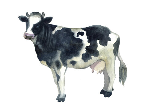 recommend clip art: cow drawing, cow farm, wild, concept illustrations, cute, drawn, drawing, design, beauty illustrations. hand drawn sketch, hand drawn cow, watercolor illustrations, illustrations vintage, watercolor 