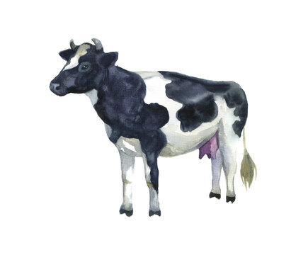 recommend clip art: cow drawing, cow farm, wild, concept illustrations, cute, drawn, drawing, design, beauty illustrations. hand drawn sketch, hand drawn cow, watercolor illustrations, illustrations vintage, watercolor 