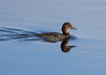 Common pochard (Aythya ferina) Brunand