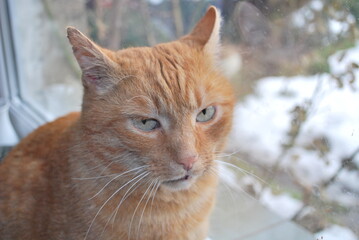the ginger cat is watching © TK_Office