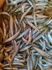 Close up view of halfbeak fish pile of spipe fish top view HD